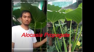 How To Propagate  Plant Philodendron Giganteum or Bob sei i Care at Home [upl. by Sirtemed]