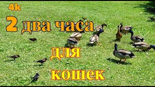 Игры для кошек  Видео для кошек [upl. by Einna]