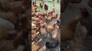 🐔 Quick Chicken Farm Tips amp Fun Hacks 🐣 ChickenFarm FarmLife PoultryLove [upl. by Atenaz]