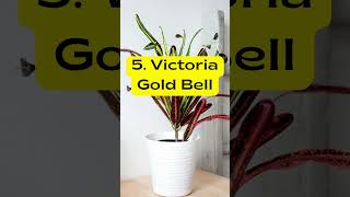 Best Tall Croton Varieties plants houseplants indoorplants [upl. by Thalia]