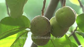 Barhel or Artocarpus lacucha Lakoocha Twisted uncommon tropical fruit [upl. by Teddman468]