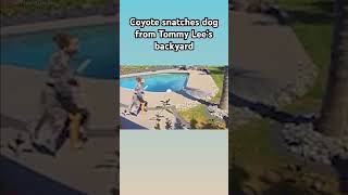 Coyote snatches dog from Tommy Lee‘s backyard [upl. by Cele491]