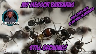 My Messor barbarus Still Growing and a quick look at my Messor arenarius [upl. by Gerianne950]