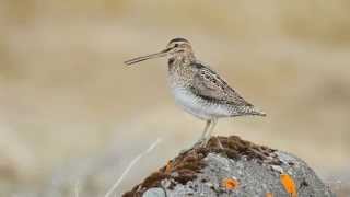 Bekassine  Common snipe  Hrossagaukur  Gallinago gallinago [upl. by Ocirema]