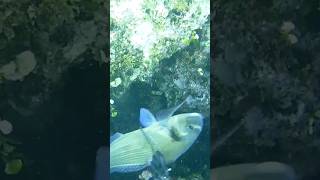 Orata con fiocina spearfishing pesca apnea pescasubmarina orata seabream [upl. by Amer139]