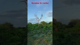 Bundala national park SRI LANKA😉 tiktok nature wildsrilanka srilankanelephant srilankananimals [upl. by Decato]