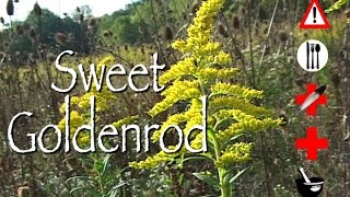 Sweet Goldenrod Edible Medicinal Cautions amp Other Uses [upl. by Ynaffit]