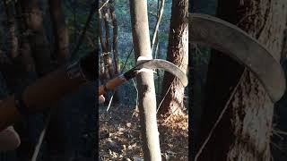 잣나무숲 낫으로 잡목제거 asmr asmrvideo asmrsounds tree trees woodworking [upl. by Selestina]