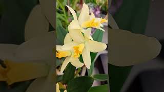 Stunning little mini Cattleya Orchid in bloom cattleyaorchids semihydro plants [upl. by Robb]