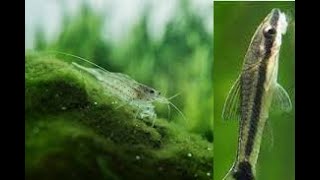 Successful Acclimation of Otocinclus and Amano Shrimp 21420 [upl. by Teraj149]