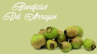 Descubre Los Sorprendentes Beneficios Del Arrayán [upl. by Alius933]