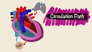 Circulation Pathway  Blood vessels  Cardiac Physiology [upl. by Durwood]