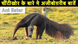 चींटीखोर के बारे में रोचक तथ्य  Interesting facts about anteater in Hindi [upl. by Clougher]