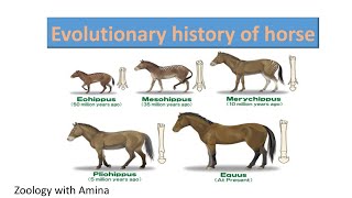 Evolutionary history of horse  ZoologywithAmina [upl. by Nnylkcaj]