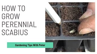 How to Grow Perennial Scabius  Garden Ideas  Peter Seabrook [upl. by Shorter]