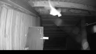 Brown Longeared Bats in flight in the barn UK Plecotus auritus Bats ukwildlife nature [upl. by Zachary]