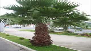 Washingtonia filifera [upl. by Poland]