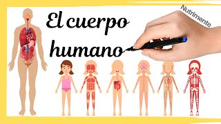 El CUERPO HUMANO [upl. by Lowson716]