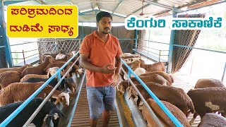 Best quality Red Sheep farming by Raghu [upl. by Dar]