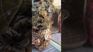 Sagar fish belathur Kadugodi viralvideo fish seafish fishingequipment food shorts [upl. by Davidde]