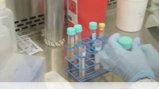 Isolation of peripheral blood mononuclear cells using ficoll1077 [upl. by Eeliram238]