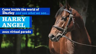 2021 Darley Australia Stallion Parade  Harry Angel [upl. by Wilinski234]