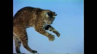 Marty Stouffer’s Wild America Our Favorite Animals VHS Part 4 🐦🦃🐱❄️🦆🦢 [upl. by Oluap]