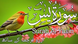 LISTEN TO Surah Al Yasin LIVE NOW [upl. by Yntrok]