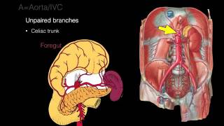 Retroperitoneal space and Retroperitoneal organs [upl. by Ailekat]