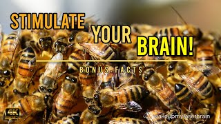 🐝 Healing Sounds Of The Humming Bees Hive  🕙 10 Hours  Stress Relief  ASMR  4K  Bonus Facts [upl. by Alorac]