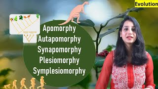 APOMORPHY AUTAPOMORPHY SYNAPOMORPHY PLESIOMORPHY SYMPLESIOMORPHY Evolution [upl. by Idihc]