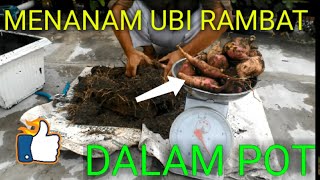 Menanam ubi rambat dalam pot [upl. by Theron235]