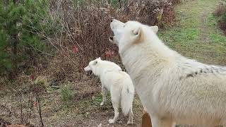 Arctic Wolf Yearlings enjoying a howl [upl. by Cattima]