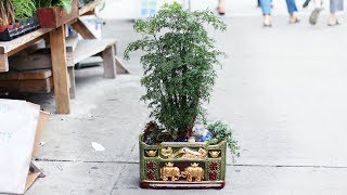 MING ARALIA ARRANGMENT 裂叶福禄桐 [upl. by Forrest]