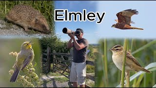 Elmley Nature Reserve Bird Watching July 28th 2024 Canon R7 amp RF 200800mm 4K [upl. by Reeta]