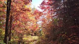 Cades Cove Indian Grave Gap Trail Fall Color Hike 10 24 24 [upl. by Hedvig660]