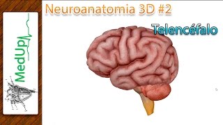 Neuroanatomia 3D 2  TelencÃ©falo MedUp [upl. by Etnoj993]