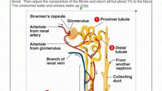 Introduction to the Kidney [upl. by Inilahs]