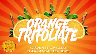 trifo citrus [upl. by Nnil]