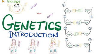 Introduction to Genetics  DNA RNA Genes Nucleosides Nucleotides Transcription Translation [upl. by Egief]