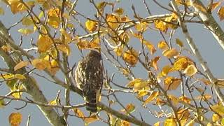 111524 RedShouldered Hawk Calling Kent Wa 1954163 [upl. by Aube]