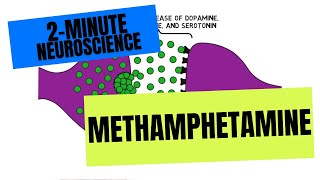 2Minute Neuroscience Methamphetamine [upl. by Breana]