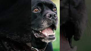 Cane Corso vs Rottweiler Battle of the Titans [upl. by Zoltai]