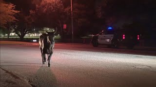 Authorities local cowboy corral bull or cow that was running loose in Cooper City [upl. by Lenuahs319]