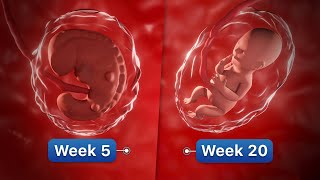 9 Months In The Womb  Pregnancy WeekByWeek [upl. by Dett]