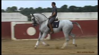 DESEJADO DAS SALGADAS quot LUSITANO HORSE 6 YEARS OLDquot [upl. by Atiuqaj261]