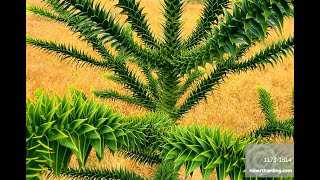 Araukaria Chilijska  Monkey Puzzle Tree [upl. by Negroj]