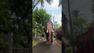 പല്ലാട്ടെ കുട്ടി❤️ elephantfunnyvideos comedy funny aanapremi aanakeralam [upl. by Mord777]