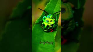 bug nationalgeografic microvideo insects colourful unqiue satisfying [upl. by Knowles]