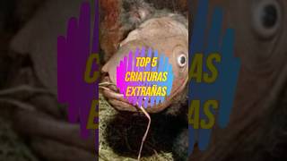 5 ANIMALES EXTRAÑOS QUE PARECEN DE OTRO MUNDO  INCREÍBLES  animals curiosidades sabiasque [upl. by Irec]